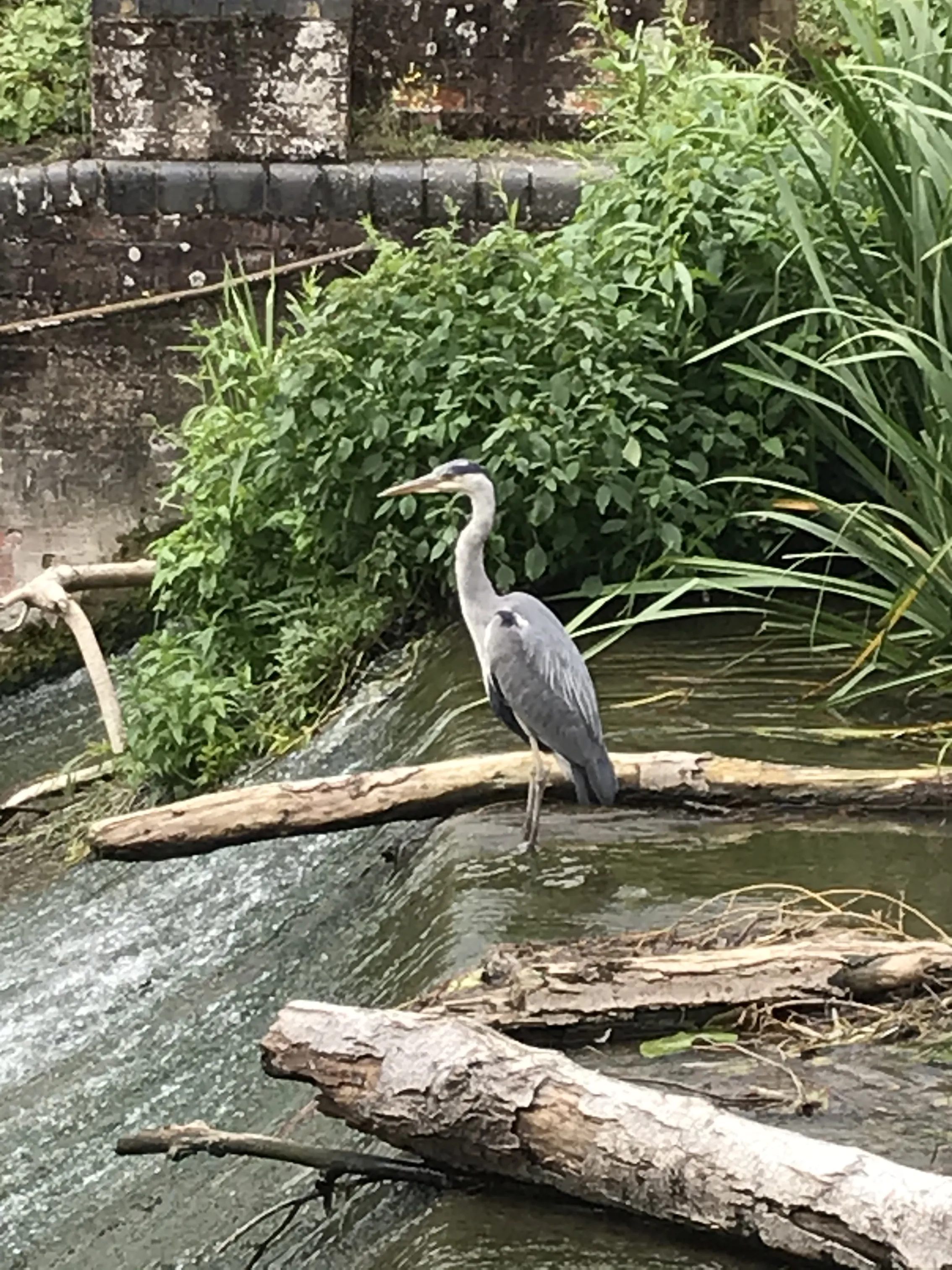 Grey Heron