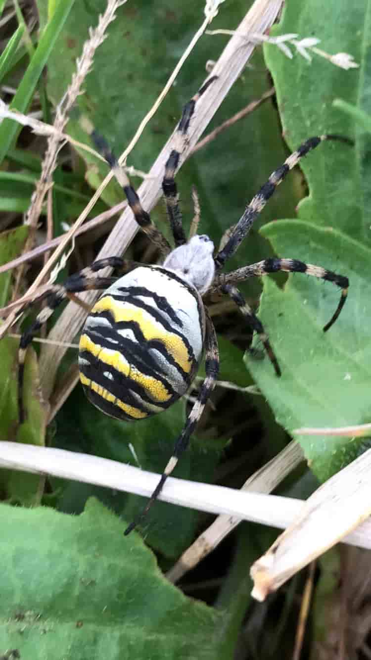 Wasp Spider
