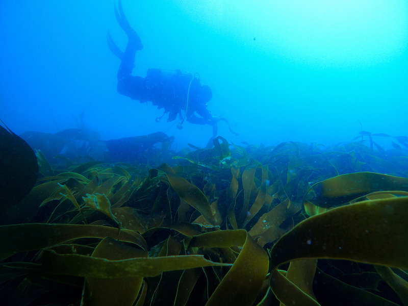 Kelp forest restoration