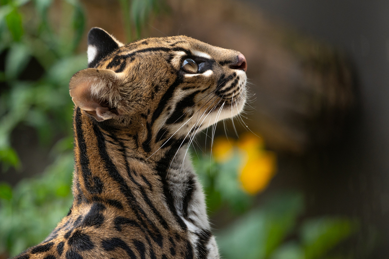 Ocelot