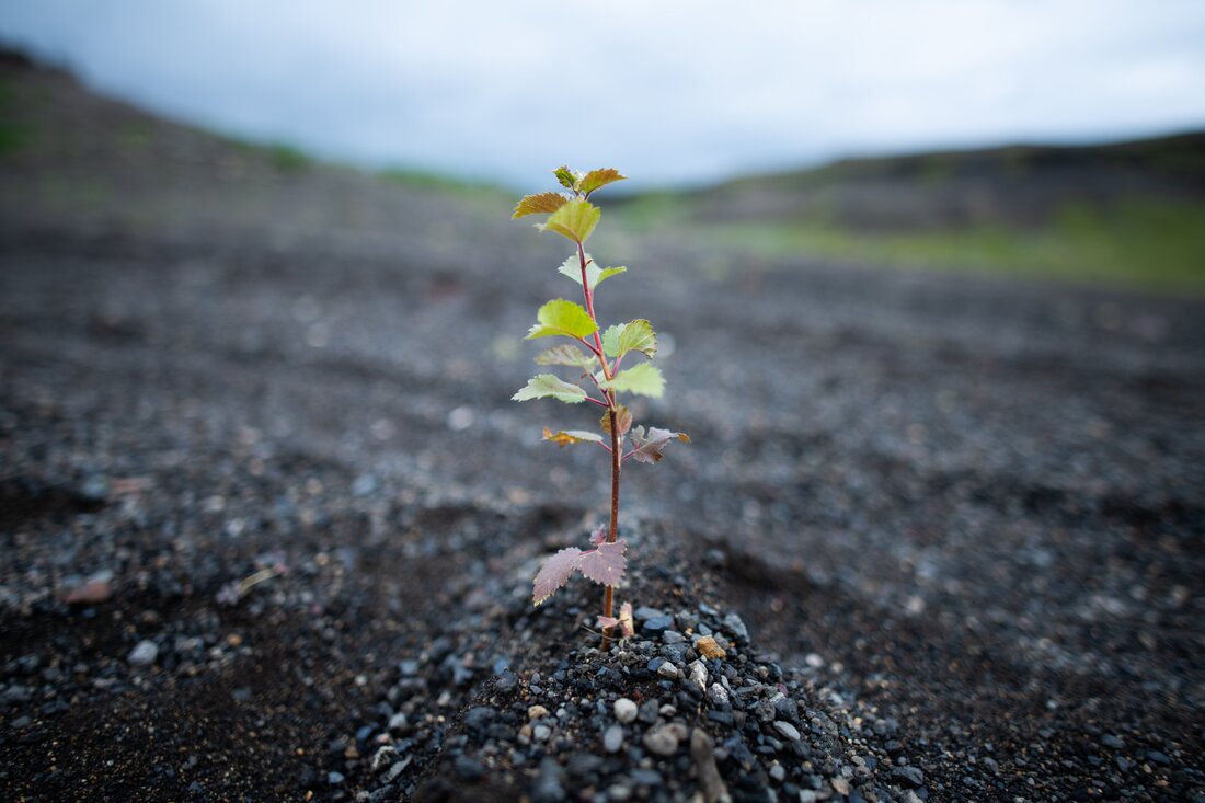 Native birch sapling