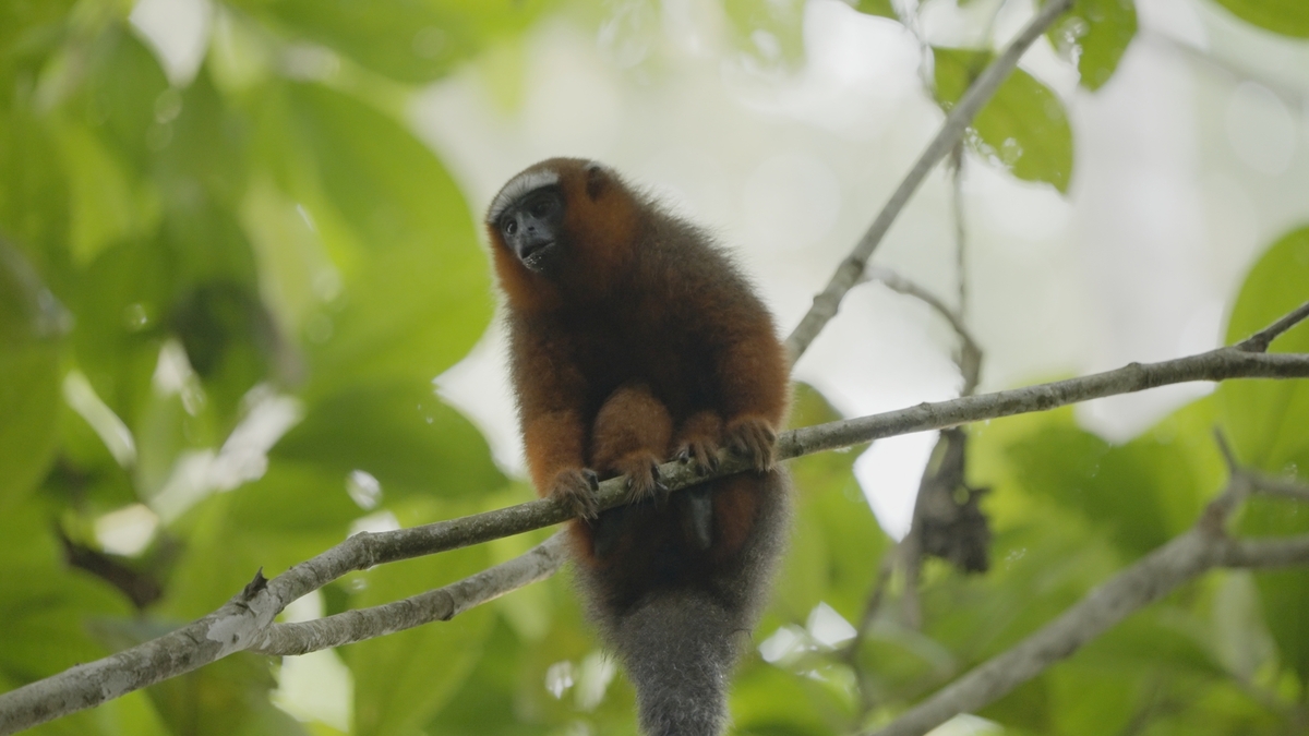 Titi Monkey