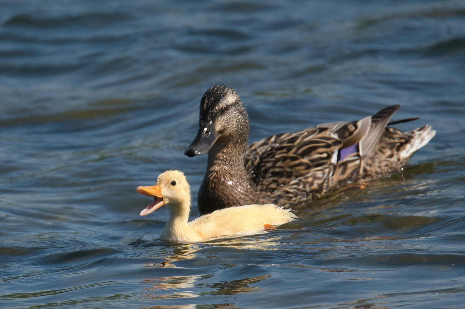 Mallard duckling