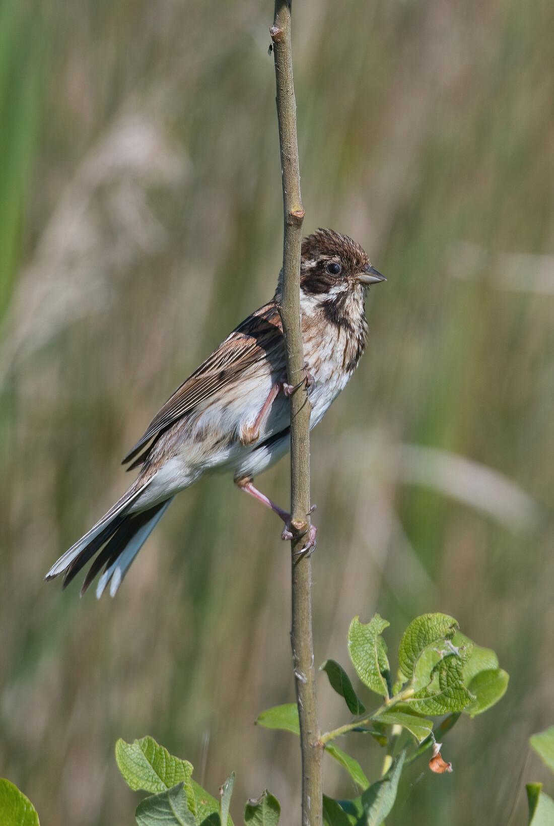 Reed Bunting