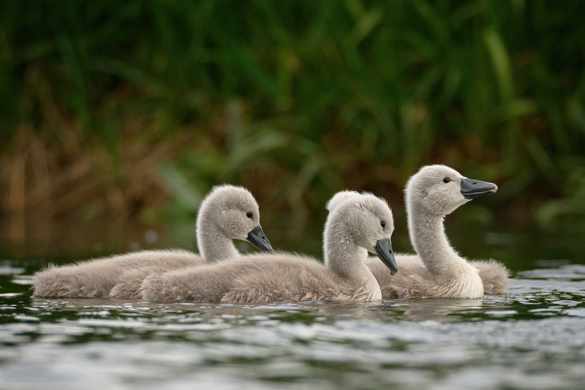 Mute Swan cygnets